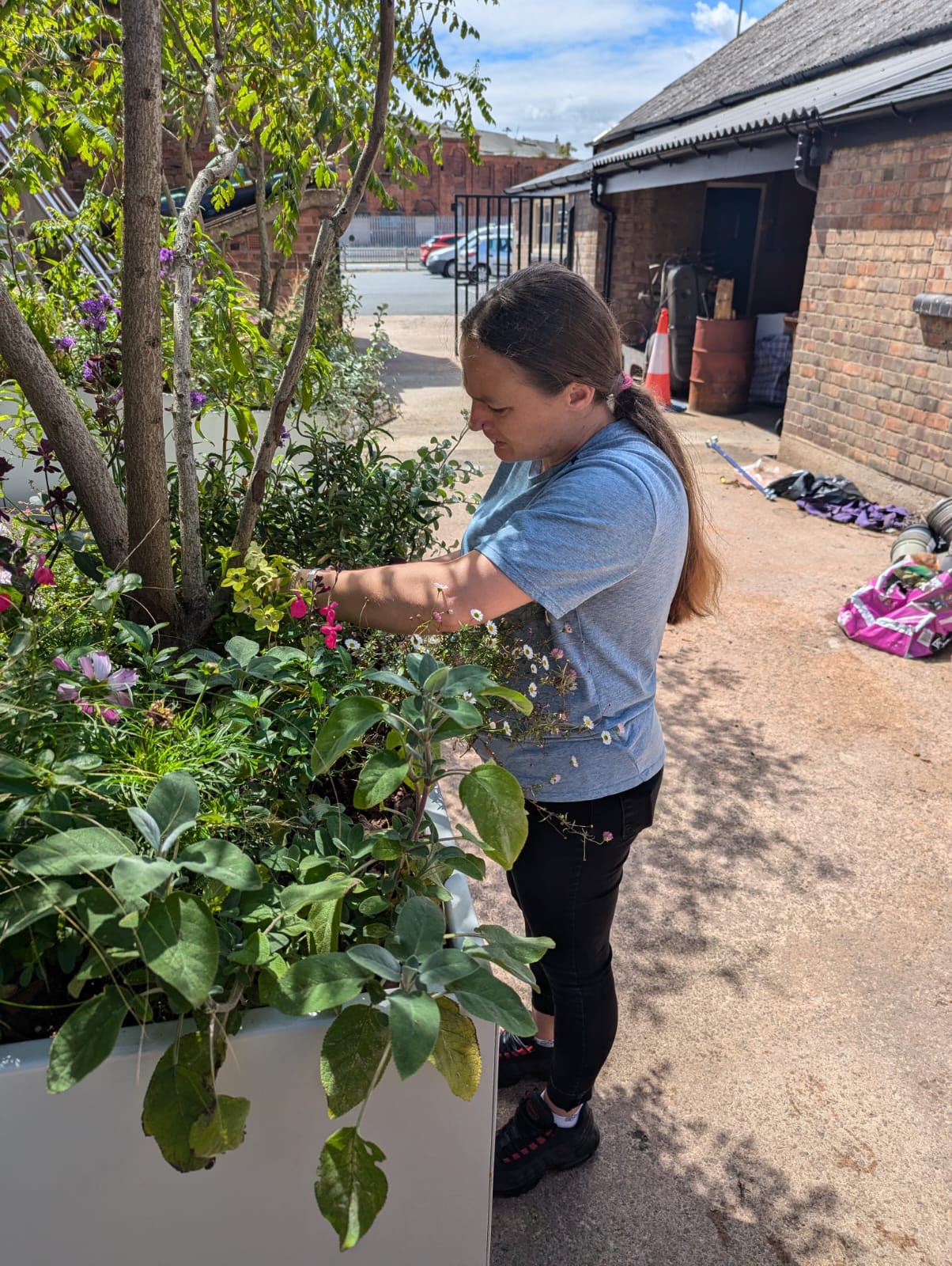 Looking after The Anywhere Courtyard planting in Grimsby