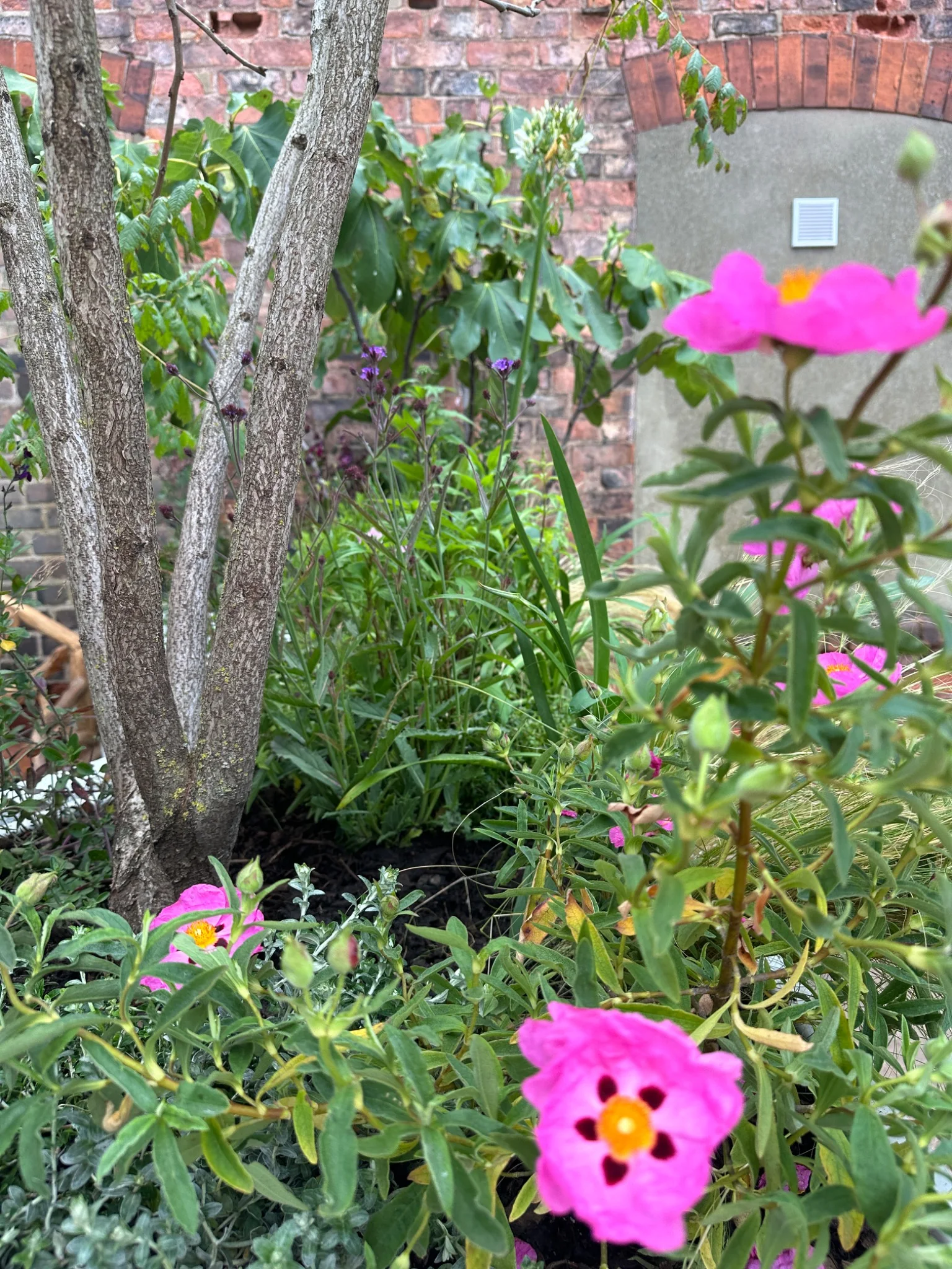 Planting in The Anywhere Courtyard after relocation to Grimsby