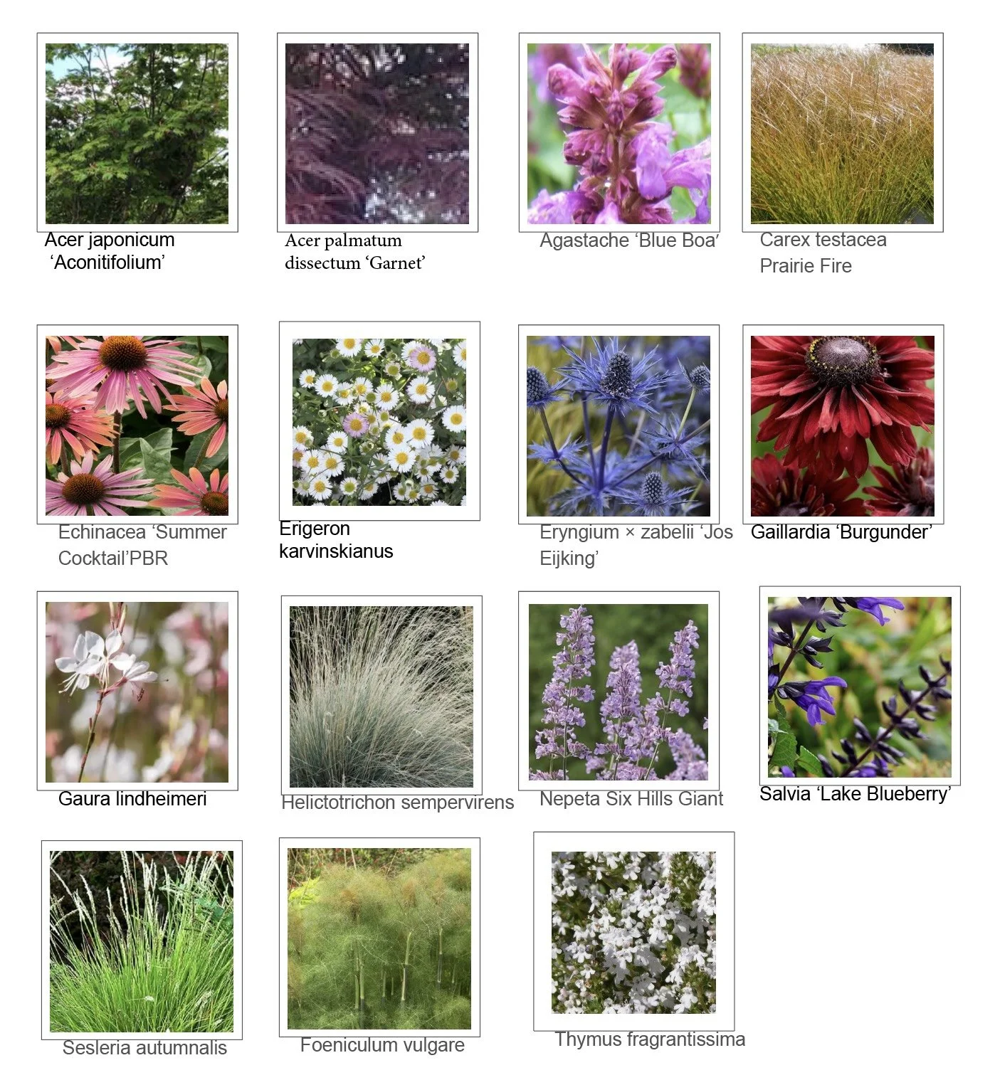 Planting palette for Whiskers and Wildflowers