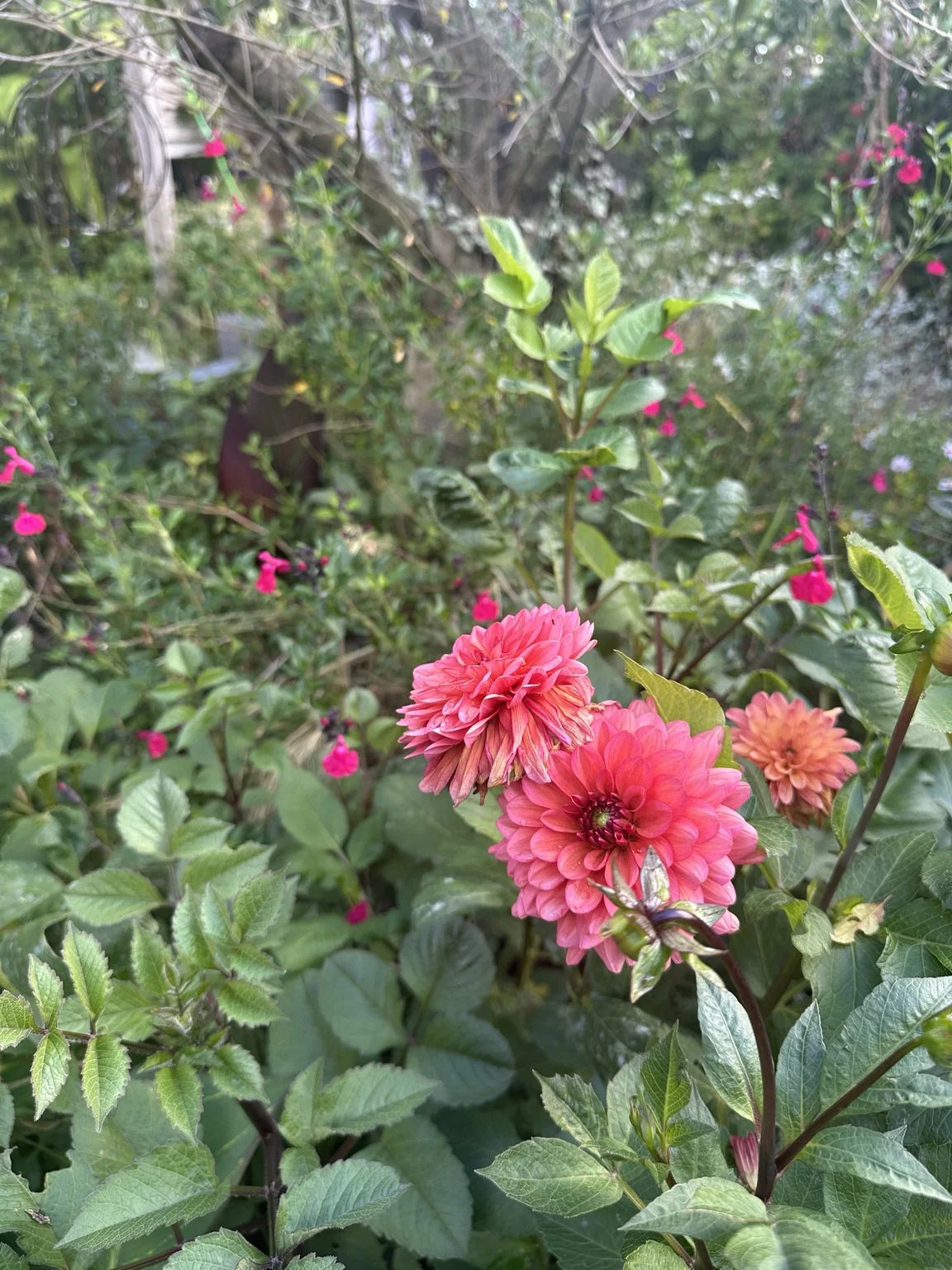 Dahlias and surrounding foliage