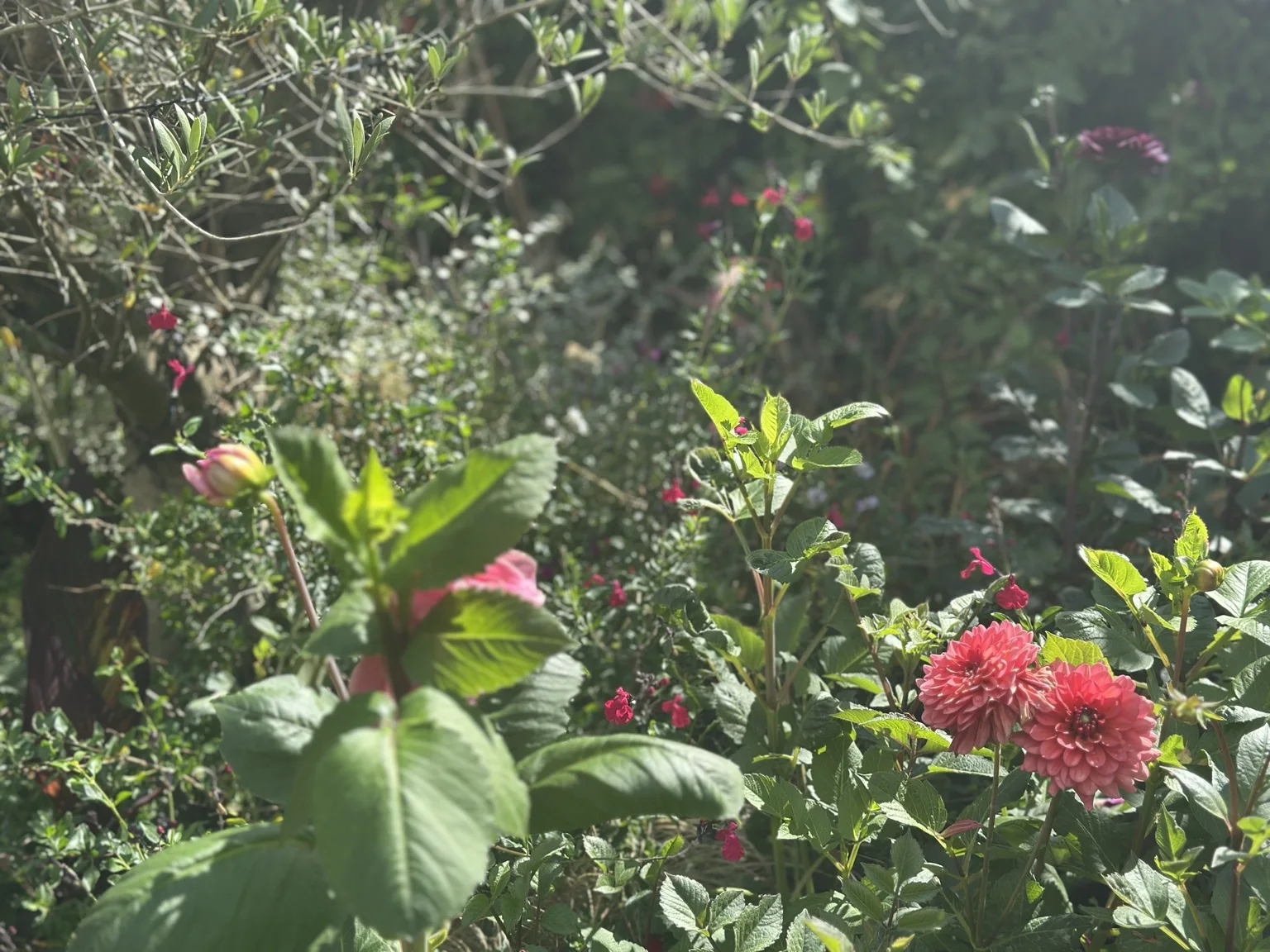 Dahlias flowering in late summer sunlight