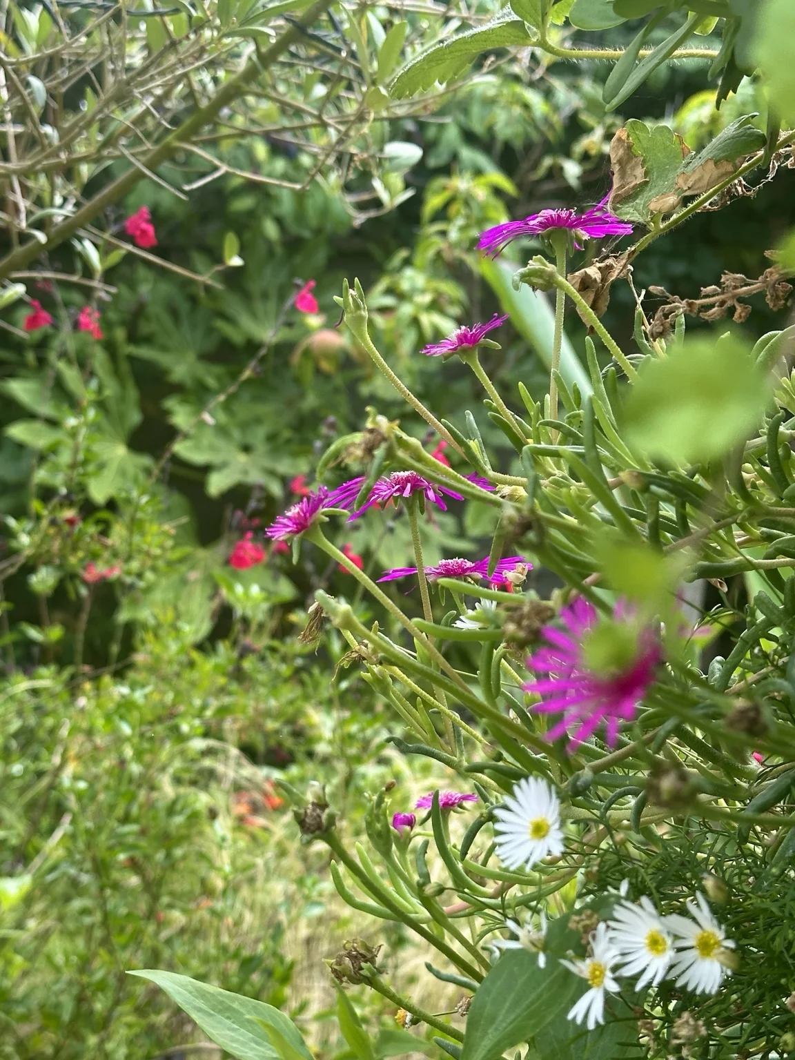 Pink and white flowers among Mediterranean planting