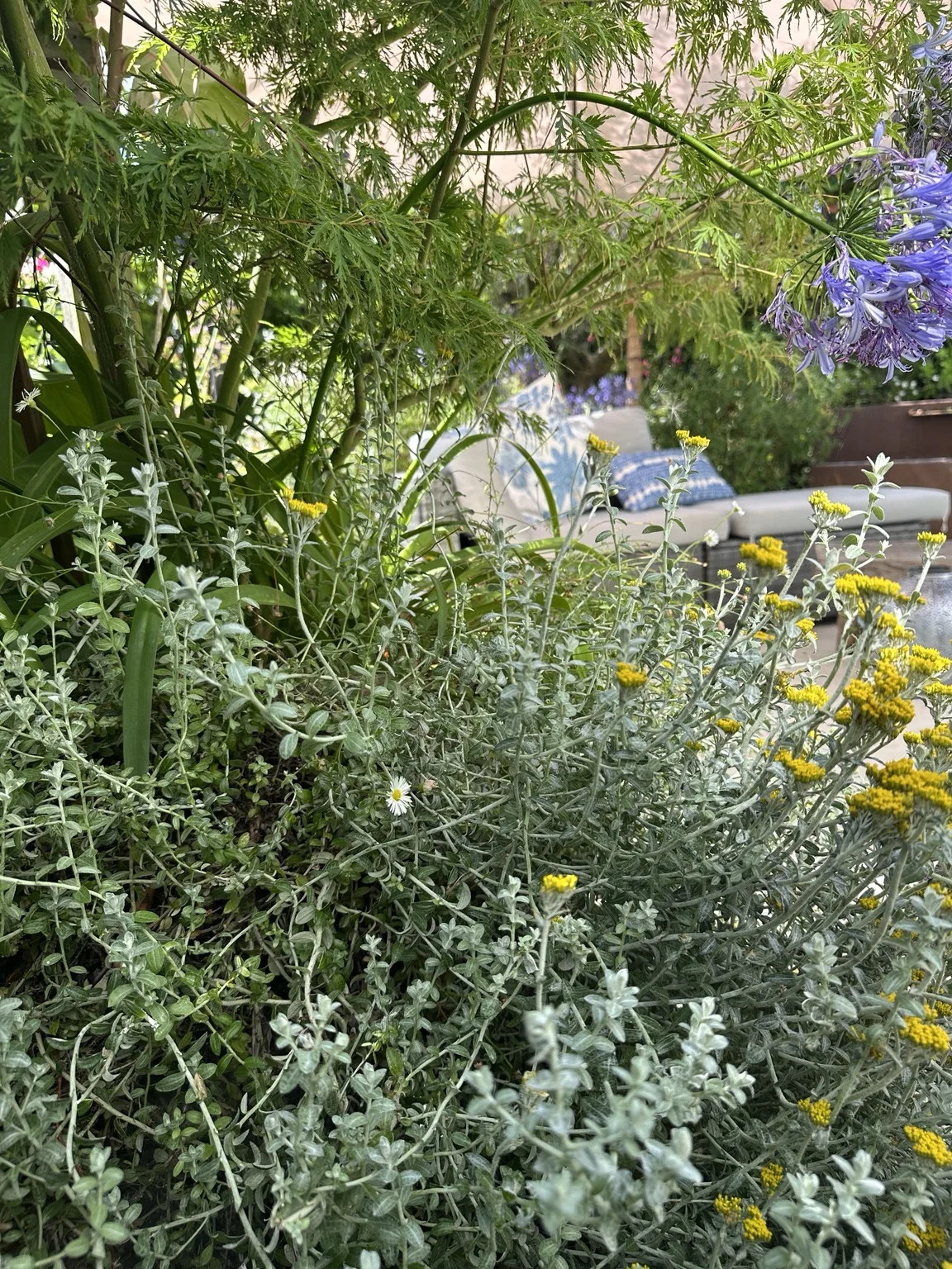 Silver foliage and yellow flowering plants