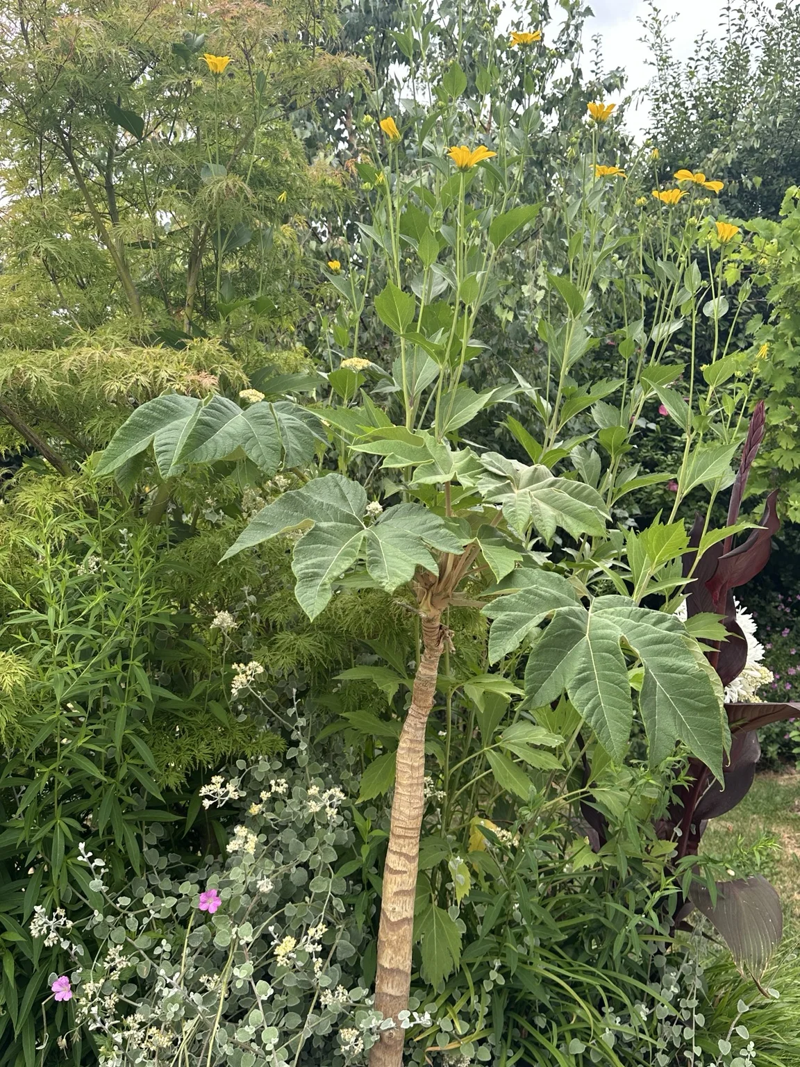 Tetrapanax and layered foliage planting