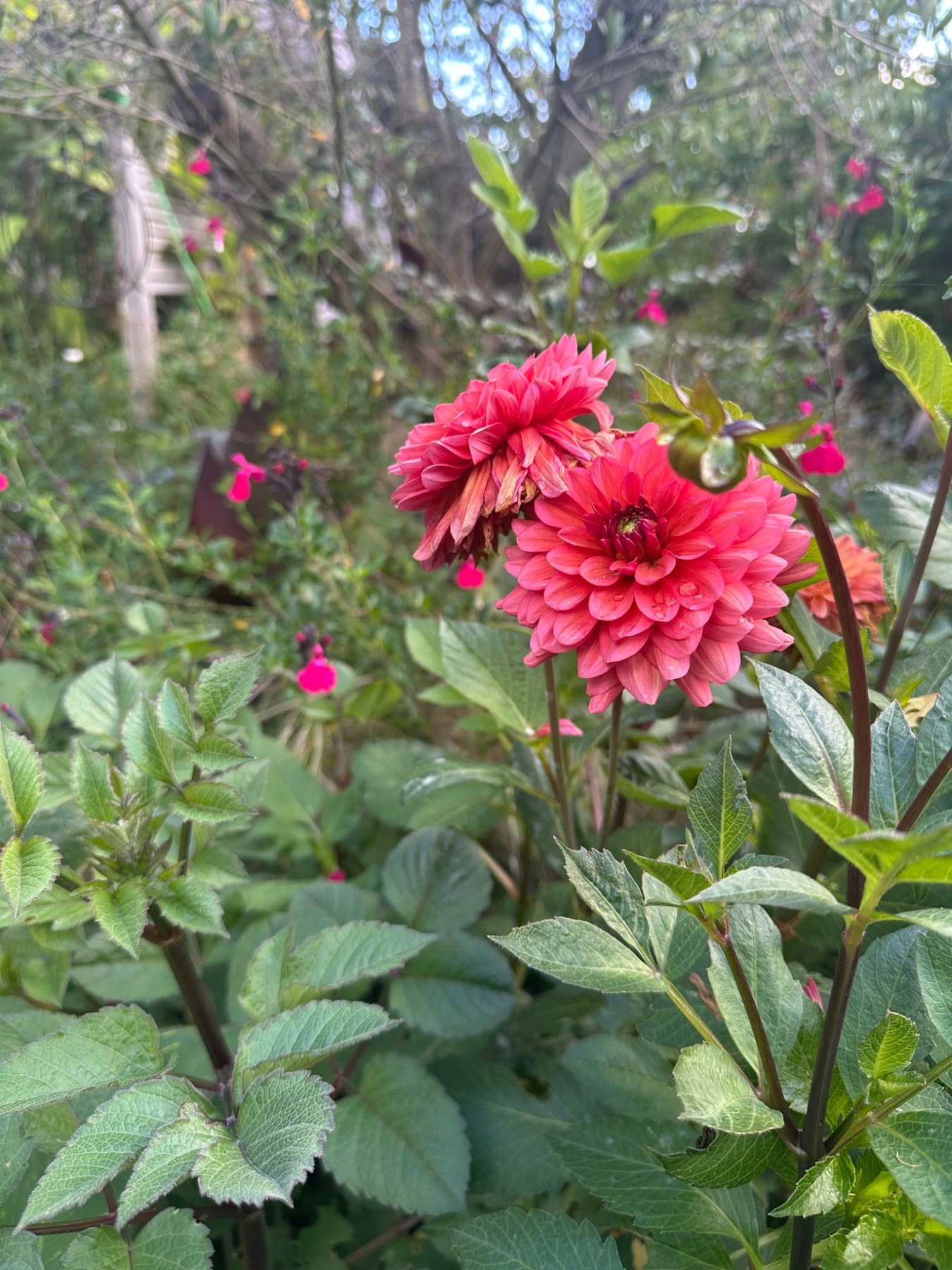 Pink dahlias flowering among layered planting