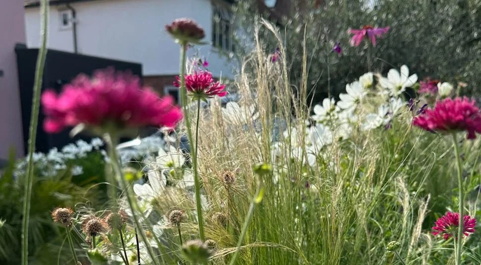 Grasses with pink and white flowering perennials in a layered planting scheme