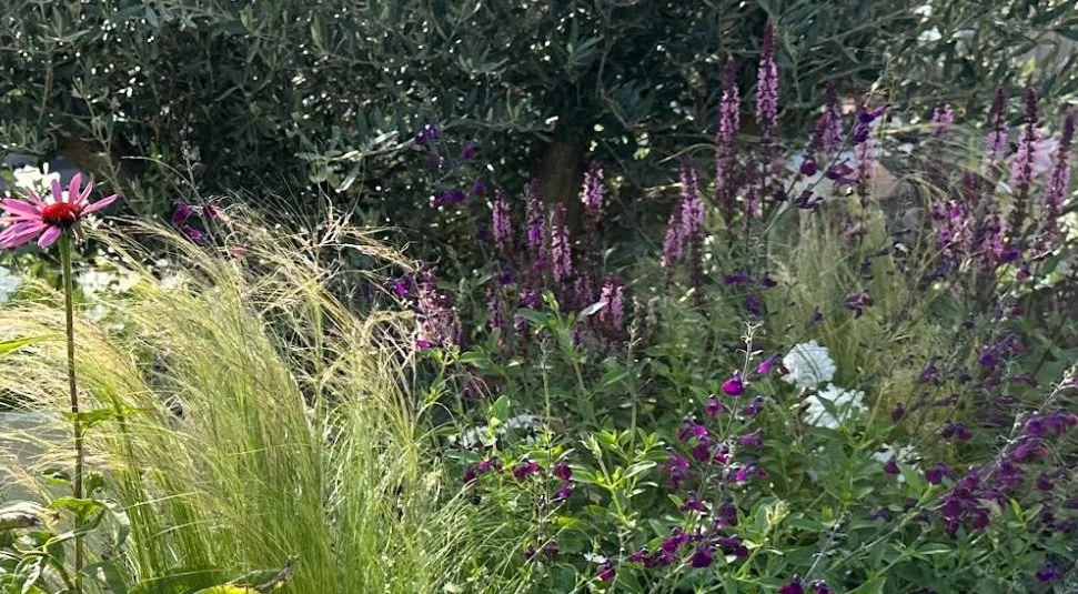 Purple salvia, ornamental grasses and flowering perennials