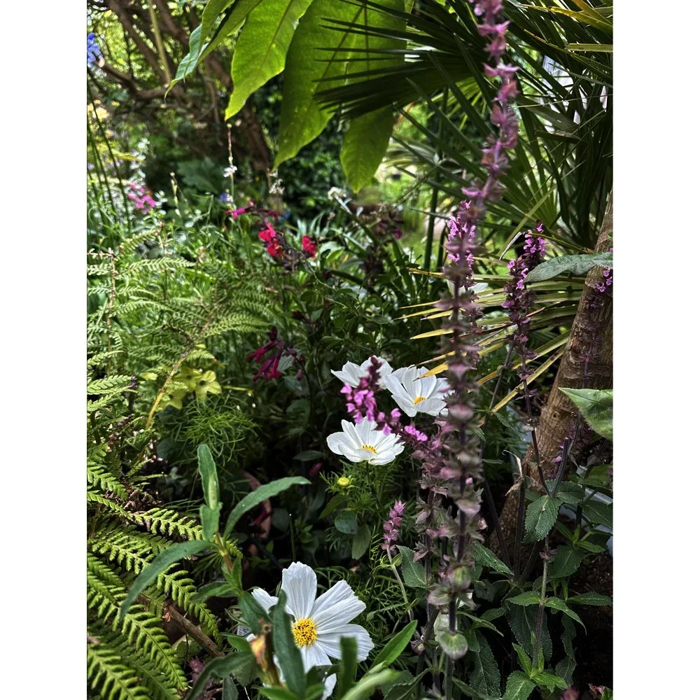 Layered planting with white cosmos, purple salvia, ferns and architectural foliage