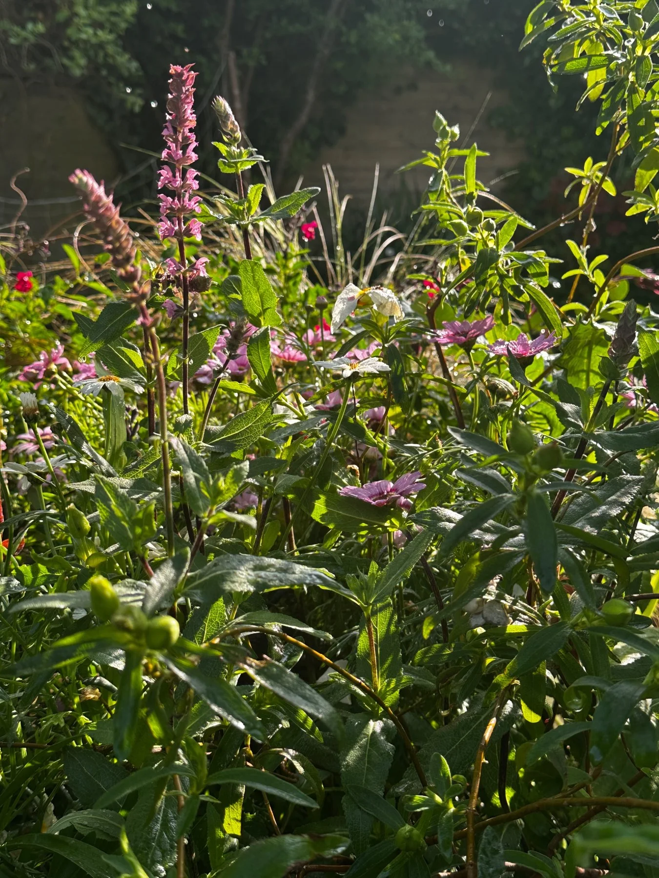 Sunlit salvia and flowering perennials