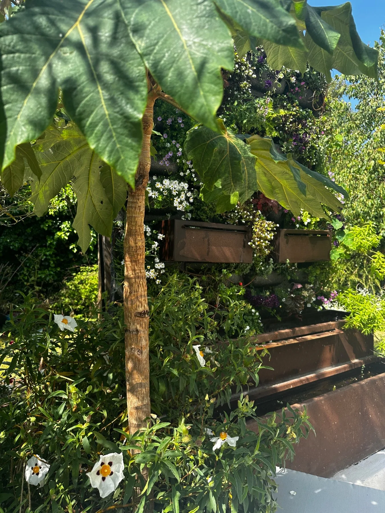 Tetrapanax and layered planting beside a living wall