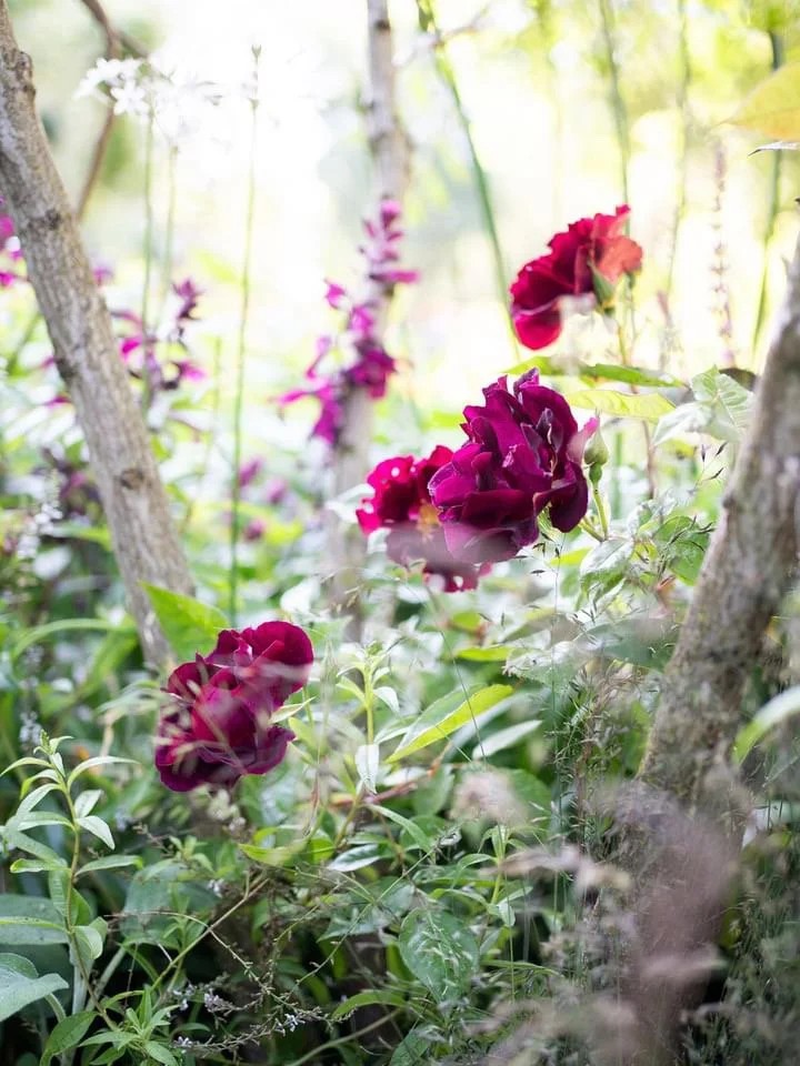 Deep red roses and layered planting in The Anywhere Courtyard at RHS Chelsea Flower Show 2024